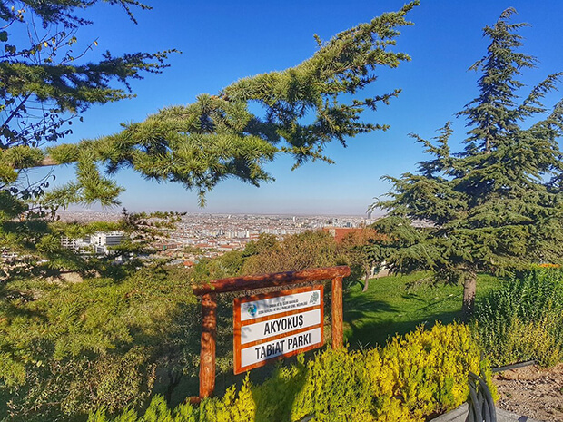 Akyokuş Tabiat Parkı Bitki Ve Hayvan Türleri