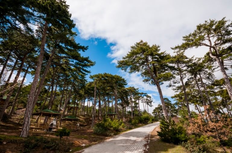 Çamlıca Tabiat Parkı'na Ulaşım
