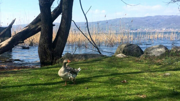 Osso Garden Bungalov Evleri Hakkında Sık Sorulan Sorular