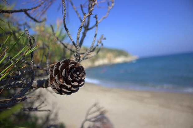 Pullu Tabiat Parkı Giriş Ücretleri Listesi