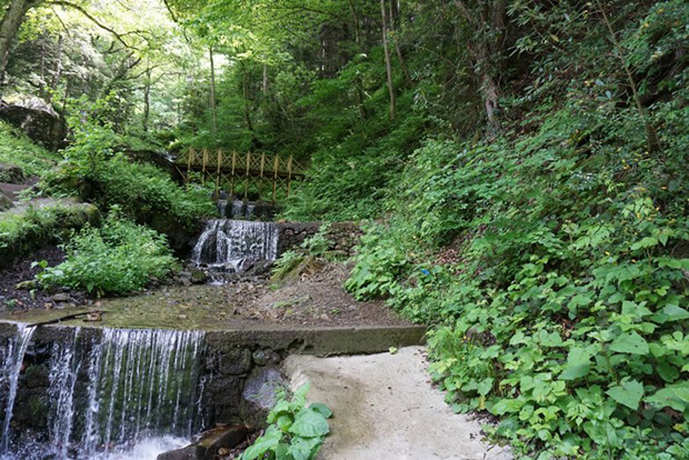 Altındere Vadisi Milli Parkı Flora Ve Fauna Bilgisi