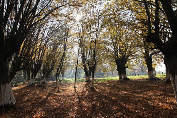Balamba Tabiat Parkı Flora Bilgileri