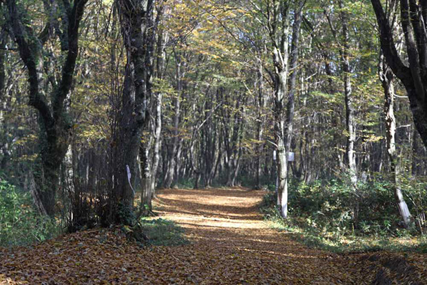Balamba Tabiat Parkı Giriş Ücreti