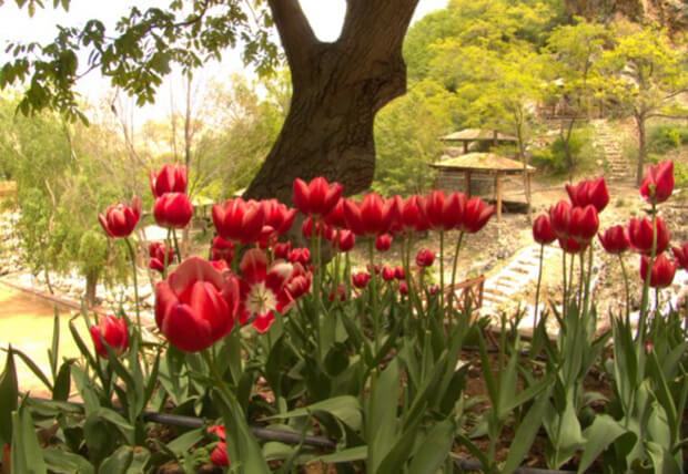 Derebağ Şelalesi Tabiat Parkı Flora Ve Fauna Bilgileri
