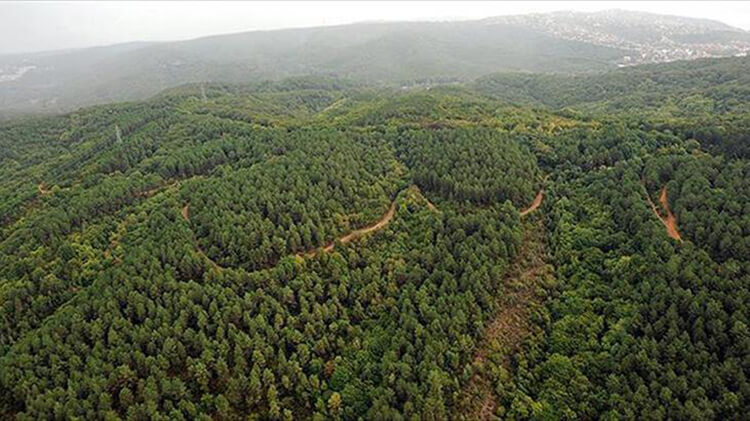 Balıkesir'de Ormana Girmek Yasaklandı Mı?