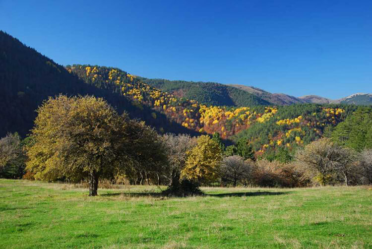 Kargı Yaylası Kamp Alanı