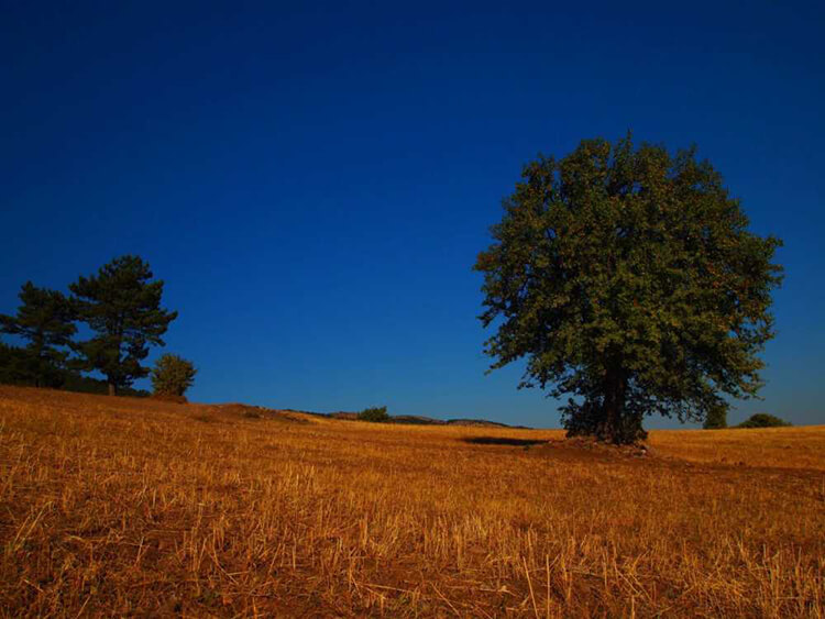 Kuşçaçimeni Yaylası Kamp Alanı