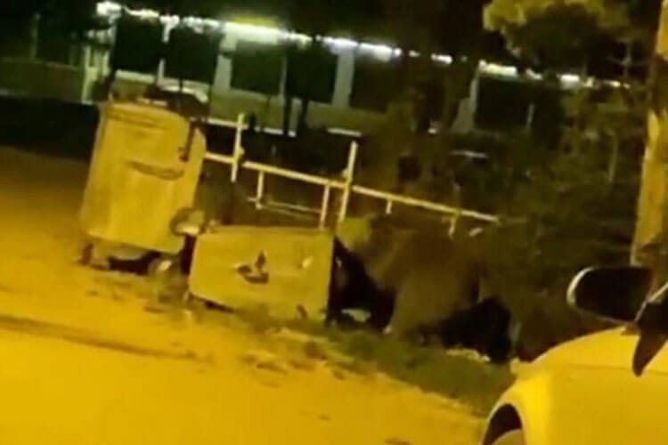 Ayıların Büyüklükleri Dikkatlerden Kaçmadı
