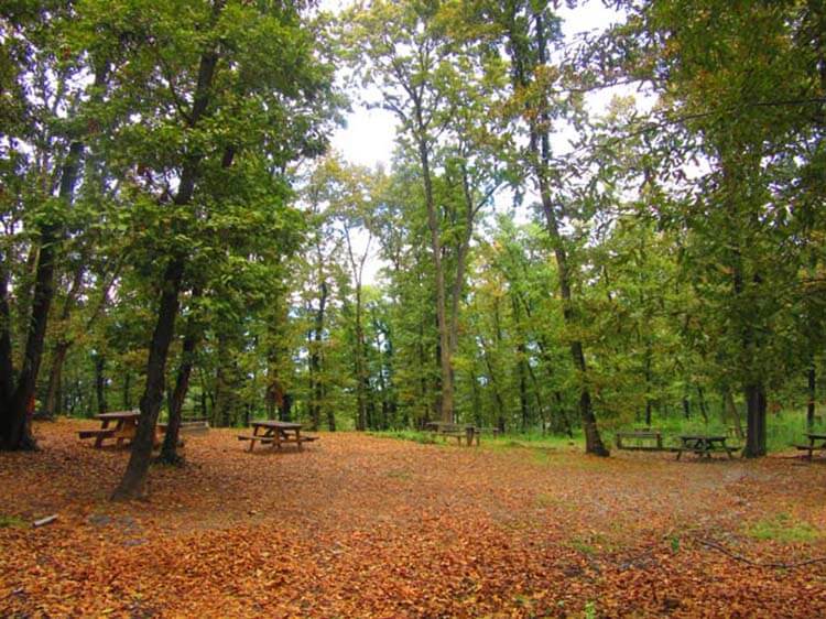 Sakarya İl Ormanı Tabiat Parkı Kamp Alanı
