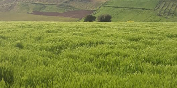Üçpınar Köyü Kamp Alanı