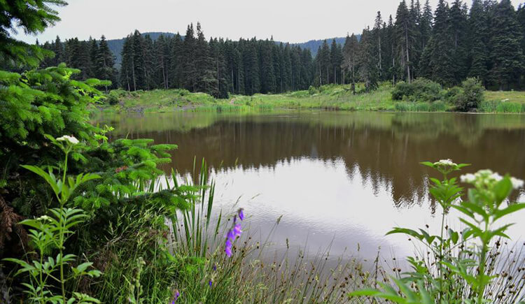 Sarıçiçek Yaylası ve Göleti Kamp Alanı