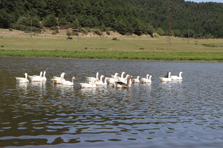 Buldan Yaylası Kamp Alanı - Buldan Yayla Gölü Kamp Alanı