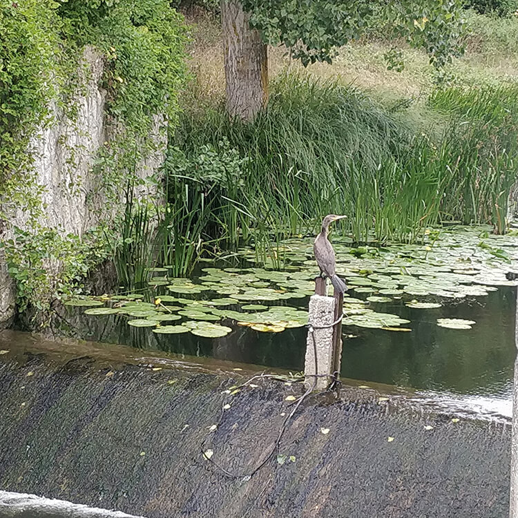 Güneşkaya Aile Piknik Alanı Ve Kamp Alanı