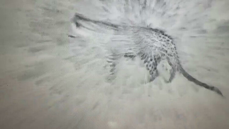 Leoparın Varlığı Bekleniyordu