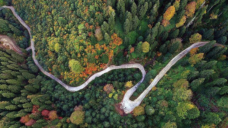 Örümcek Ormanları Kamp Alanı