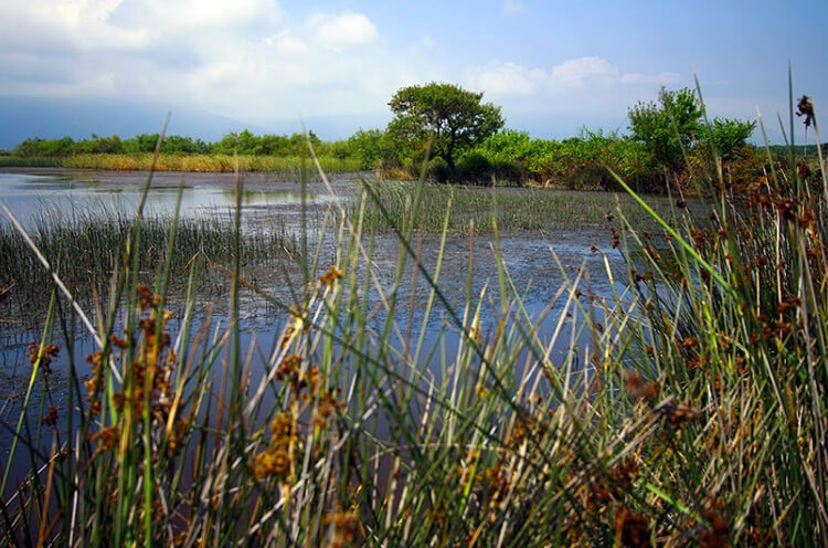 Dalyan Gölü Kamp Alanı