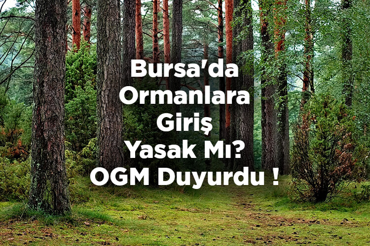 Bursa'da Ormanlara Giriş Yasak Mı? - OGM Duyurdu!