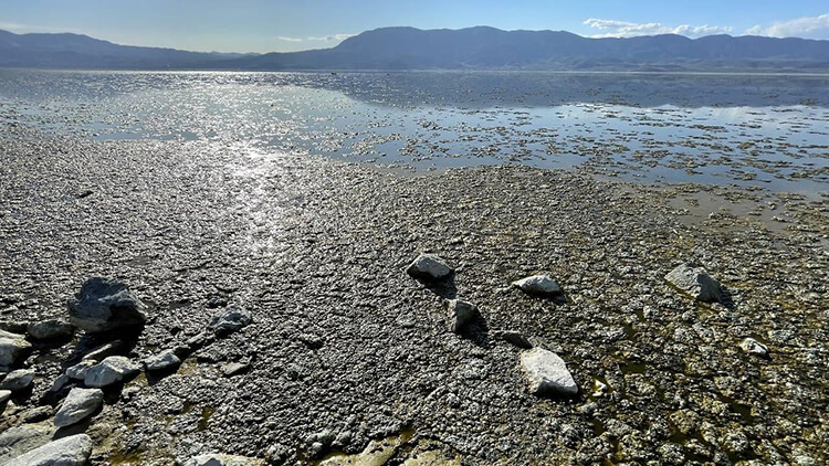 Halk Plajı Bölgesini Yosunlar Kapladı