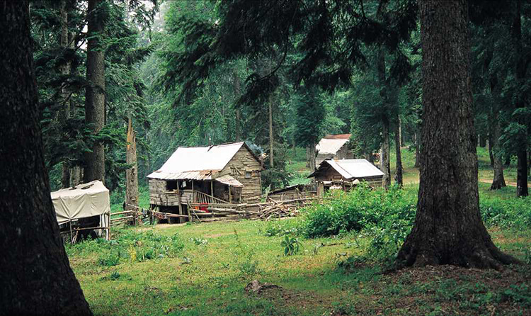 Sinekli Yaylası Kamp Alanı