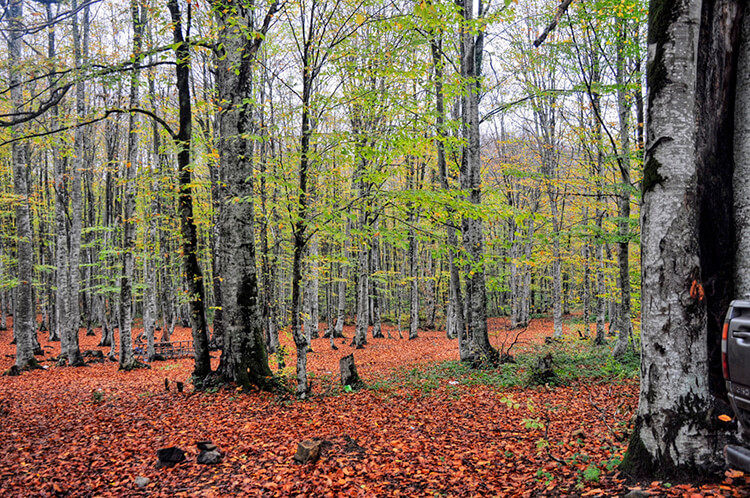 Eriklitepe Tabiat Parkı Kamp Alanı ve Piknik Alanı