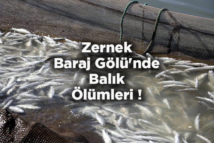Zernek Baraj Gölü'nde Balık Ölümleri!