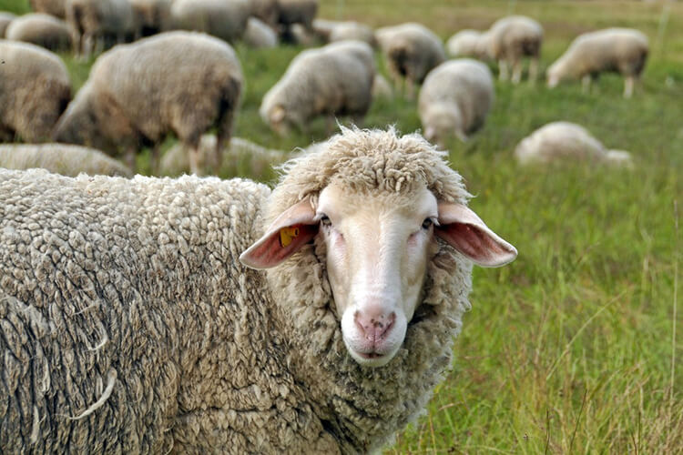 2023 Kurban Bayramı (1,5 Gün İzinle 9 Gün)