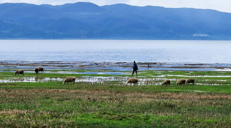 İznik Gölü Koyunların Otlak Alanı Oldu