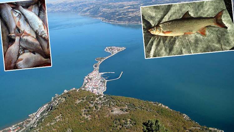 Popülasyon Yok Olma Seviyesine Geldi