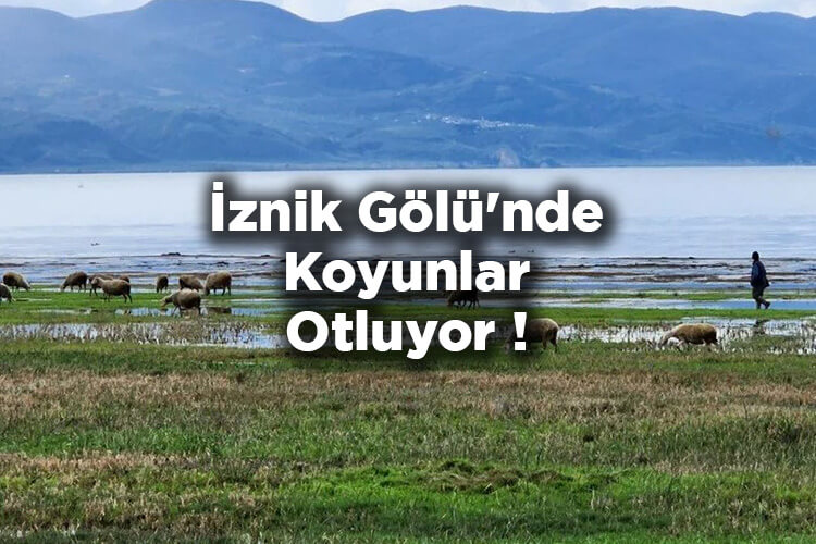 Suları Çekilen İznik Gölü'nde Koyunlar Otluyor!