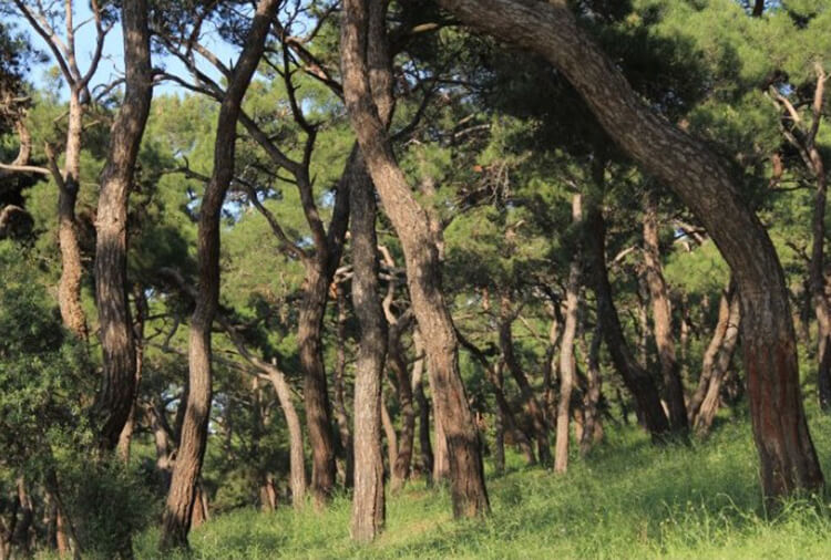 Hacet Deresi Tabiat Parkı Nerede Ve Nasıl Gidilir?