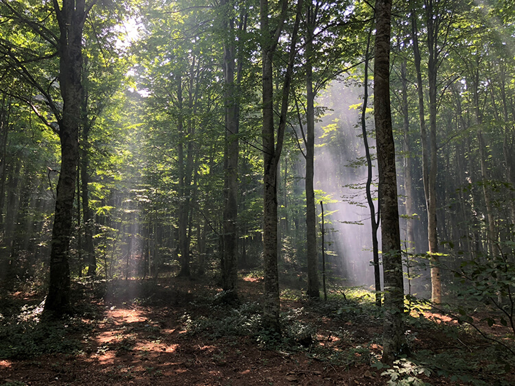 Eriklitepe Tabiat Parkı Nerede Ve Nasıl Gidilir?