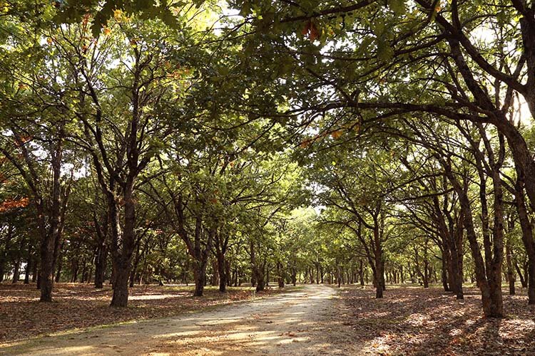 Kavaklımeşe Korusu Tabiat Parkı Nerede Ve Nasıl Gidilir?