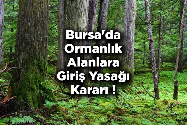Bursa'da Ormanlık Alanlara Giriş Yasağı Kararı! – Bursa'da Ormanlara Giriş Yasak Mı?