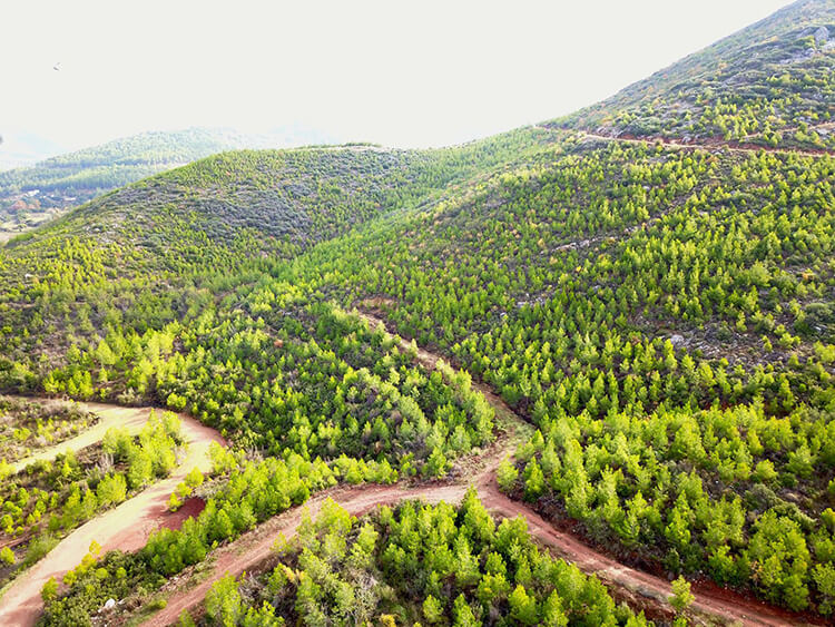 Mersin'de Ormana Giriş Yasak Mı?