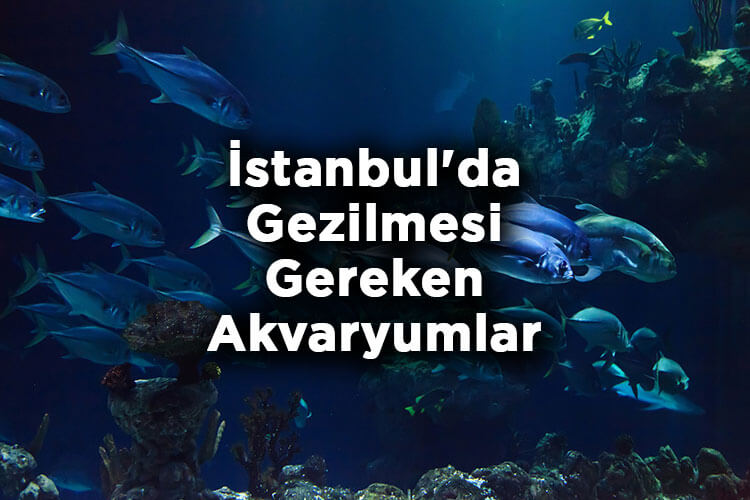 İstanbul'da Gezilmesi Gereken Akvaryumlar