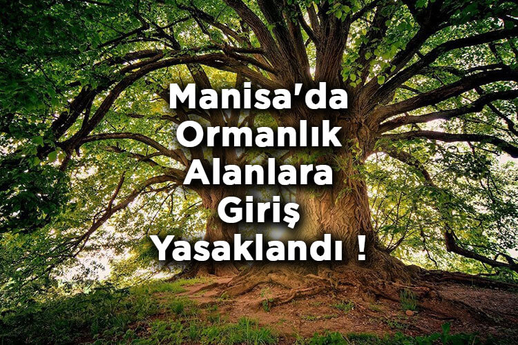 Manisa'da Ormanlık Alanlara Giriş Yasaklandı! – Manisa'da Ormana Giriş Yasak Mı?