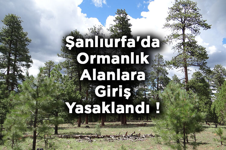 Şanlıurfa'da Ormanlık Alanlara Giriş Yasaklandı! – Şanlıurfa'da Ormana Giriş Yasak Mı?