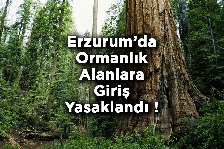 Erzurum'da Ormanlık Alanlara Giriş Yasaklandı! – Erzurum'da Ormana Giriş Yasak Mı?