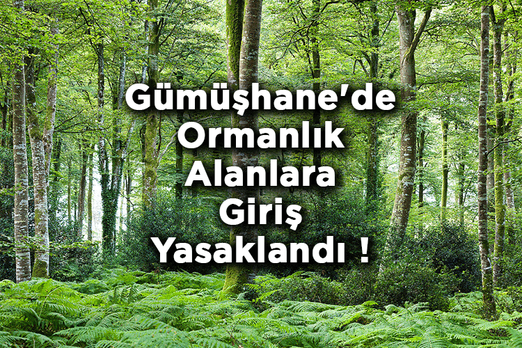 Gümüşhane'de Ormanlık Alanlara Giriş Yasaklandı! – Gümüşhane'de Ormana Giriş Yasak Mı?
