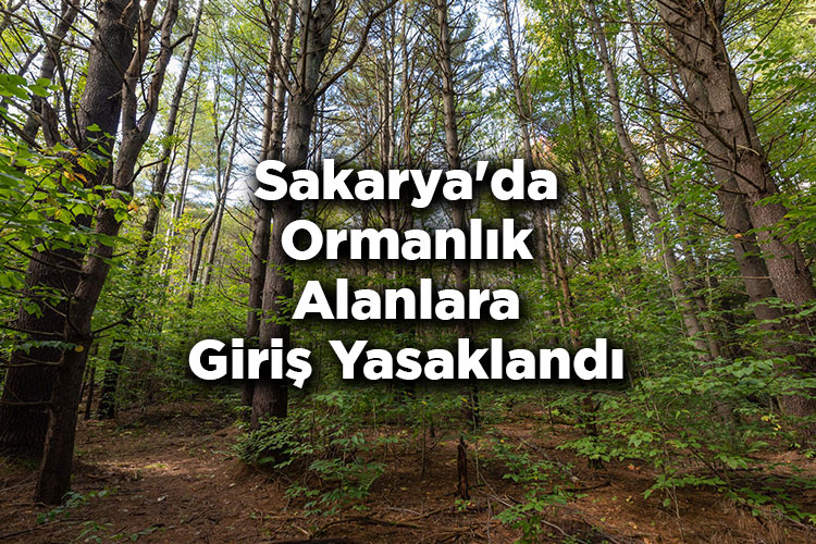 Sakarya'da Ormanlık Alanlara Giriş Yasaklandı! – Sakarya'da Ormana Giriş Yasak Mı?