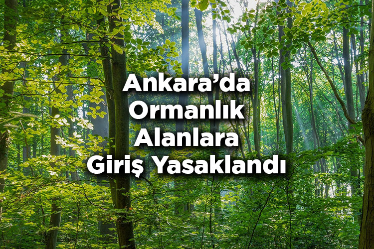 Ankara'da Ormanlık Alanlara Giriş Yasaklandı – Ankara'da Ormana Giriş Yasak Mı?