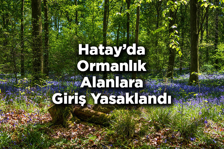 Hatay'da Ormanlık Alanlara Giriş Yasaklandı – Hatay'da Ormana Giriş Yasak Mı?