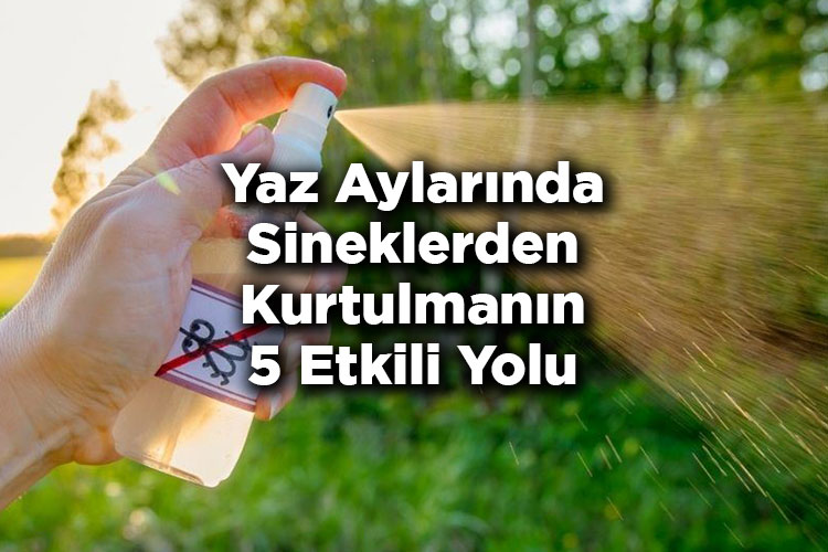 Yaz Aylarında Sineklerden Kurtulmanın 5 Etkili Yolu - Sineklerden Nasıl Kurtulurum?