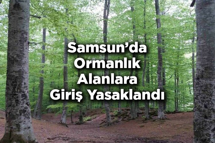 Samsun'da Ormanlık Alanlara Giriş Yasaklandı – Samsun'da Ormana Giriş Yasak Mı?