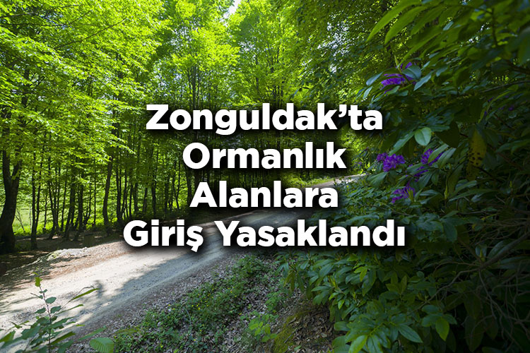 Zonguldak'ta Ormanlık Alanlara Giriş Yasaklandı – Zonguldak'ta Ormana Giriş Yasak Mı?