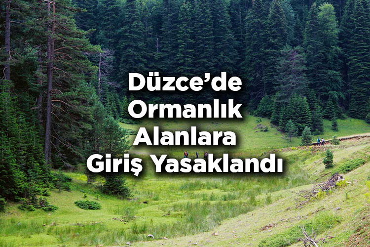 Düzce'de Ormanlık Alanlara Giriş Yasaklandı – Düzce'de Ormana Giriş Yasak Mı?