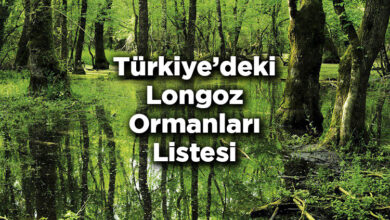 Türkiye'deki Longoz Ormanları Listesi